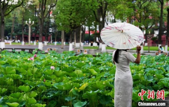 6月19日，時值一年畢業(yè)季，四川大學(xué)望江校區(qū)荷花池里的荷花盛開，成為了畢業(yè)生們的打卡圣地，吸引了眾多畢業(yè)生拍照留念。圖為畢業(yè)生在荷花池邊拍照留念。中新社記者 安源 攝