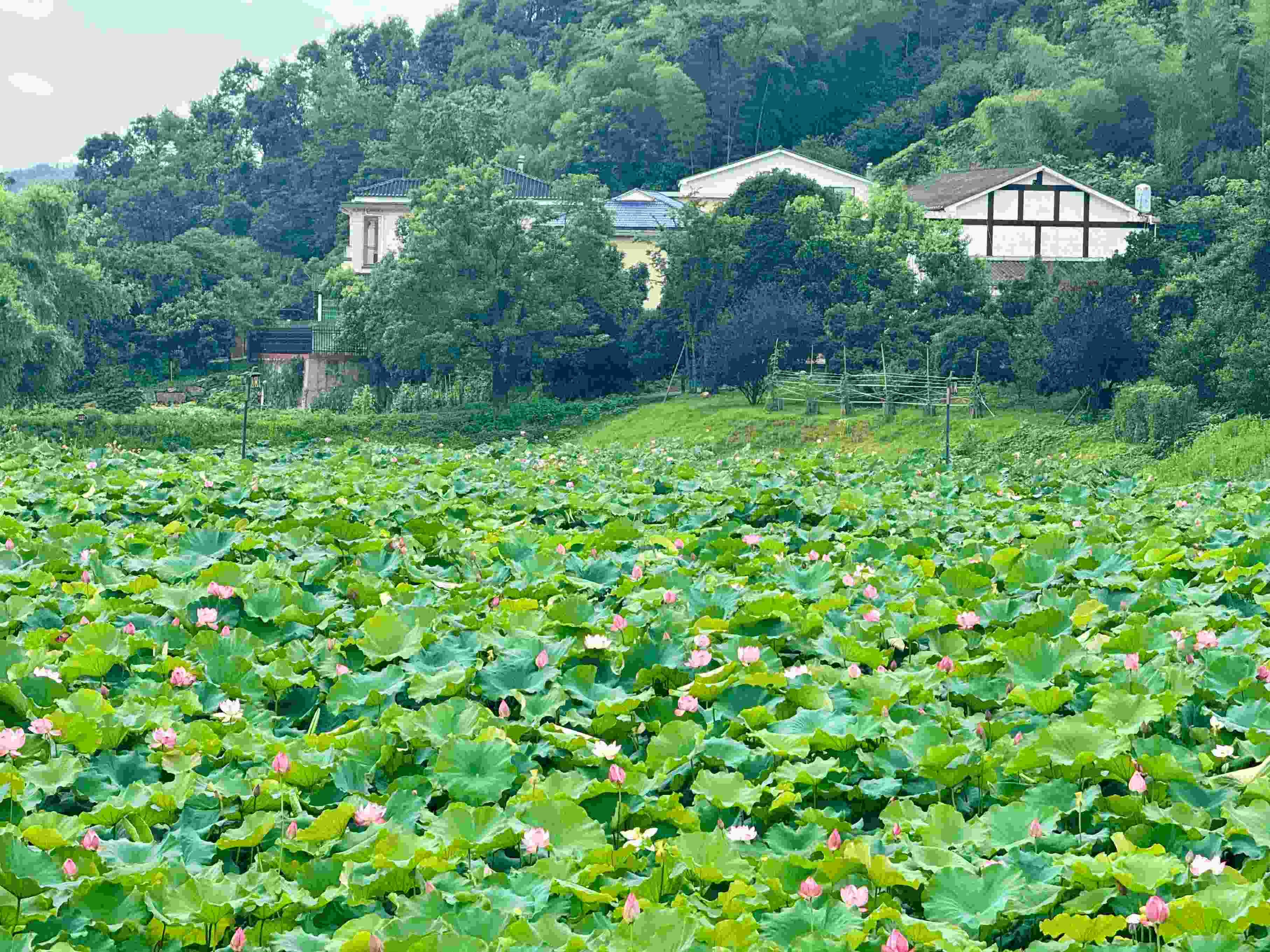 在湖南省益陽(yáng)市清溪村，滿池荷花競(jìng)相綻放。人民網(wǎng)記者 劉微攝