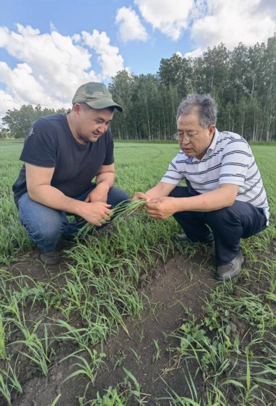 6月21日，西北農(nóng)林科技大學(xué)張正茂教授（右）在哈薩克斯坦北哈州農(nóng)業(yè)科技示范園與當(dāng)?shù)貙＜艺{(diào)查小麥苗情。新華社發(fā)（受訪者供圖）