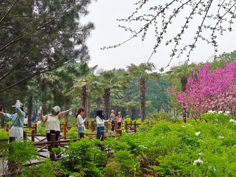 在河南省洛陽市中國國花園，游客漫步花海、自拍留念。人民網(wǎng) 王雅蝶攝