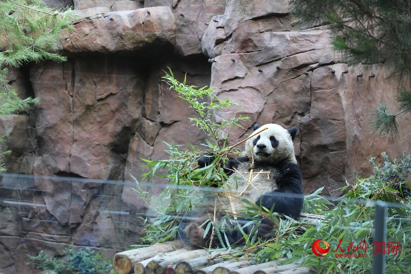 2、“云川”和“鑫寶”落戶圣迭戈動物園，開啟了新一輪中美大熊貓保護合作。 人民網記者 李志偉攝 (1)
