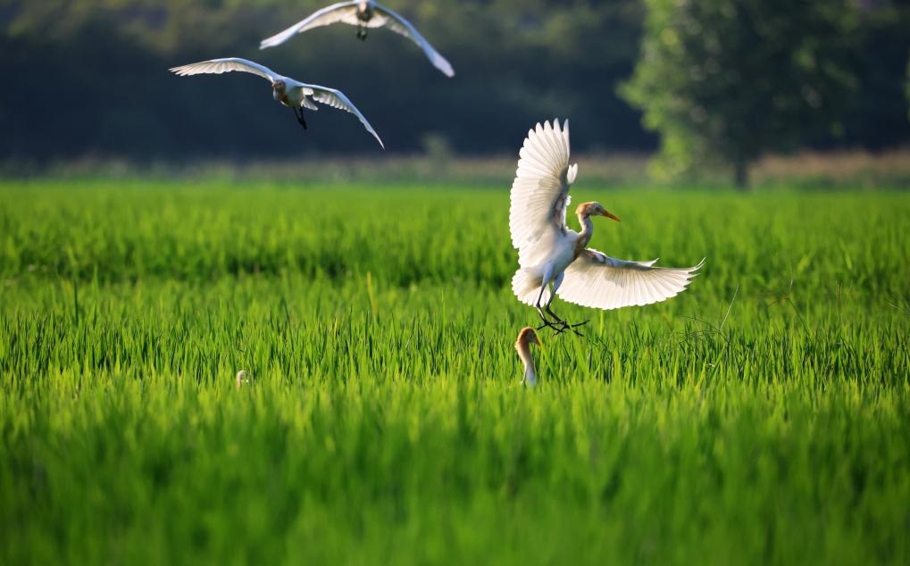 2023年8月7日，鷺鳥在山東省臨沂市郯城縣郯城街道水稻田間飛舞。新華社發(fā)（張春雷 攝）