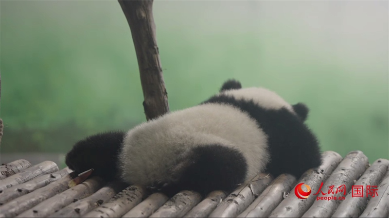 成都大熊貓繁育研究基地的熊貓。人民網(wǎng)記者 張榮攝