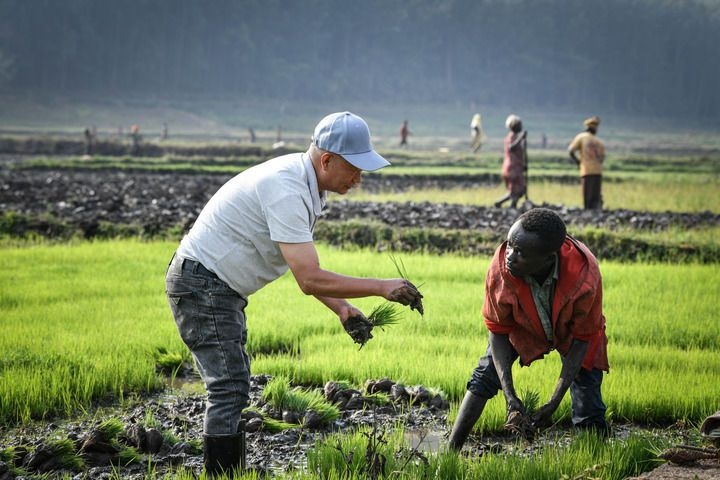 2024年8月14日，在盧旺達(dá)南方省胡耶區(qū)的中國(guó)援盧旺達(dá)農(nóng)業(yè)技術(shù)示范中心，水稻專家鄭瑞金（左）在稻田里指導(dǎo)當(dāng)?shù)氐巨r(nóng)進(jìn)行秧苗移栽。新華社記者 韓旭 攝