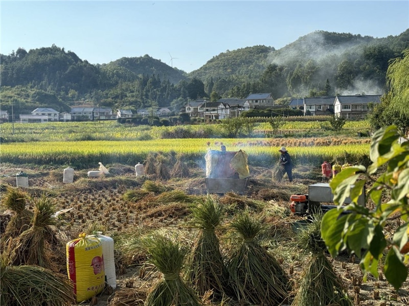 “豐收”是秋天的關鍵詞，田間煙火氣，最撫凡人心。打谷機、蛇皮袋、抱稻禾、捆秸稈……這是鄉(xiāng)土中國廣大農(nóng)村收割稻谷的經(jīng)典場景，也是不少干過農(nóng)活的人的獨家記憶。告別了打谷機，擁抱機械化，改變的是生產(chǎn)工具，不變的是三農(nóng)情懷。農(nóng)為邦本，本固邦寧，每一個親吻土地、珍惜糧食的日子都值得被尊敬，被緬懷，被憧憬?？疾靾F中的謝里克·科爾茹姆巴耶夫是《哈薩克斯坦實業(yè)報》的總編輯，也是一位“生活觀察家”，田間里揮汗收割的村民引起了他的興趣，他感嘆道：人們勞作的過程總是令人賞心悅目。這就是中外共鳴的“鄉(xiāng)愁”吧。 （烏茲別克斯坦《人民言論報》副總編輯魯斯蘭·肯扎耶夫攝）
