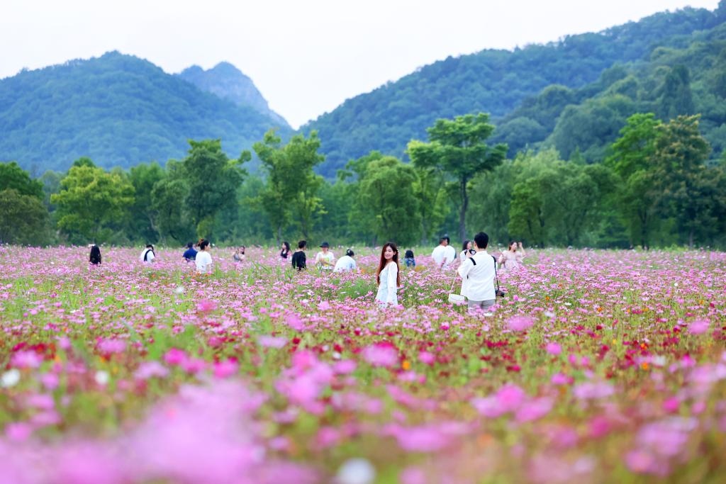 6月8日，游人在浙江省杭州市西湖區(qū)雙浦鎮(zhèn)銅鑒湖畔的花海中游覽。新華社發(fā)（周方玲 攝）
