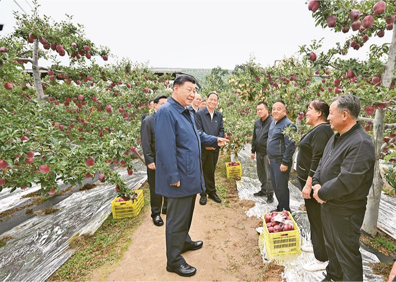 2024年9月10日至13日，中共中央總書記、國家主席、中央軍委主席習近平在甘肅考察。這是11日上午，習近平在天水市麥積區(qū)南山花牛蘋果基地考察時，走進果林了解相關(guān)種植、技術(shù)和管理情況。 新華社記者 謝環(huán)馳/攝