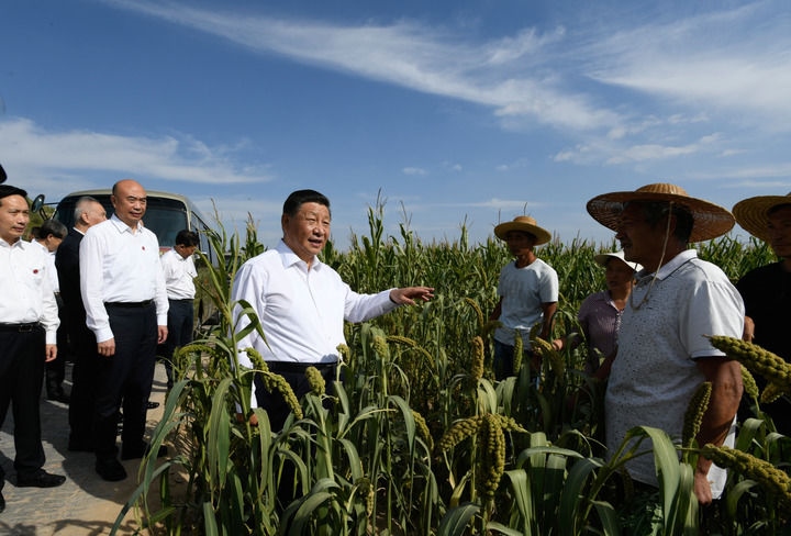 2021年9月13日至14日，中共中央總書記、國(guó)家主席、中央軍委主席習(xí)近平在陜西省榆林市考察。這是13日下午，習(xí)近平在米脂縣銀州街道高西溝村臨時(shí)下車，察看糧食作物長(zhǎng)勢(shì)，同正在田間勞作的老鄉(xiāng)拉家常。新華社記者 李學(xué)仁 攝