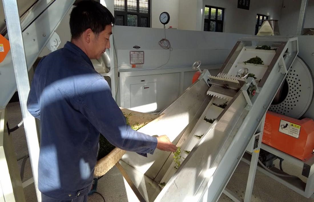  茶廠工人正在查看茶青質(zhì)量。 受訪者供圖