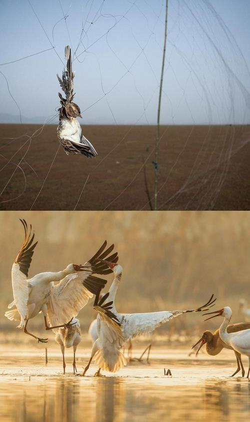 拼版圖片：圖為2011年和2023年鄱陽湖區(qū)的變化，曾經(jīng)湖區(qū)內(nèi)分布有捕鳥網(wǎng)，如今人與自然和諧共生的理念深入人心。攝影：傅建斌 周海燕 制作：賈稀荃