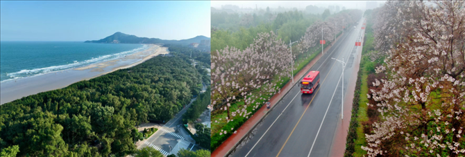 拼版照片：左圖為位于東山縣金鑾灣沿岸的木麻黃防護(hù)林帶（無人機(jī)照片，新華社記者 姜克紅 攝）；右圖為2021年4月20日在蘭考縣焦裕祿干部學(xué)院附近拍攝的泡桐花（無人機(jī)照片，新華社記者 郝源 攝）。