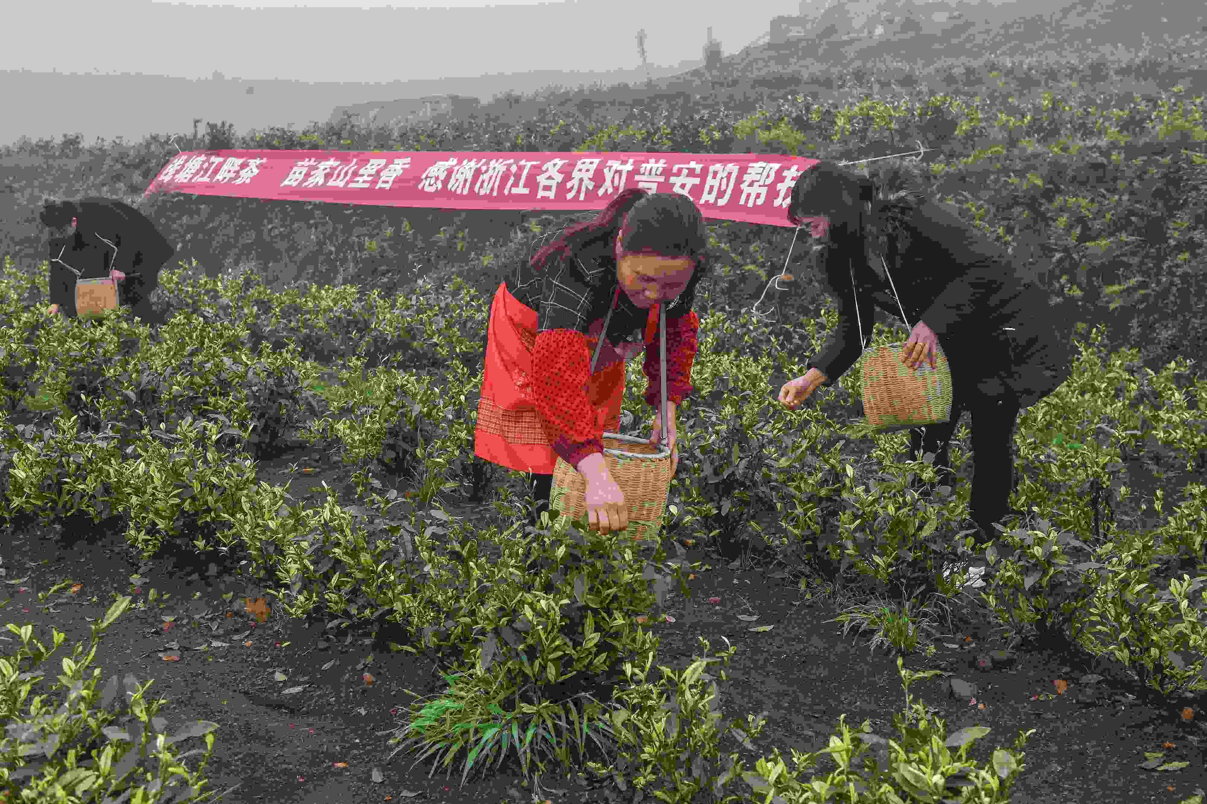 2021年4月14日，工人在貴州省黔西南州普安縣地瓜鎮(zhèn)屯上村“白葉一號”感恩茶園采茶。這片茶園由浙江省安吉縣捐贈。