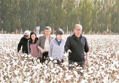 李召虎團(tuán)隊(duì)成員在棉田了解試驗(yàn)情況。 受訪單位供圖