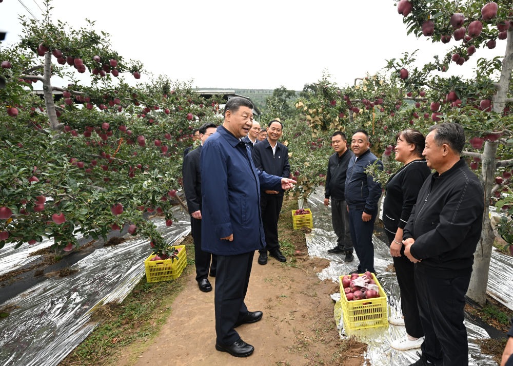 2024年9月11日，習近平在甘肅省天水市麥積區(qū)南山花牛蘋果基地考察時，走進果林了解相關種植、技術和管理情況。習近平指出：“經(jīng)過70多年培育發(fā)展，花牛蘋果品牌更響亮了。要加強品種保護和培育，優(yōu)化種植方式，創(chuàng)新營銷模式，把這個特色產(chǎn)業(yè)做得更大，帶動更多群眾增收致富?！? width=