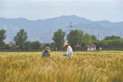 圖為中國(guó)農(nóng)業(yè)大學(xué)師生在該校上莊實(shí)驗(yàn)站開展小麥育種工作。馬文哲攝