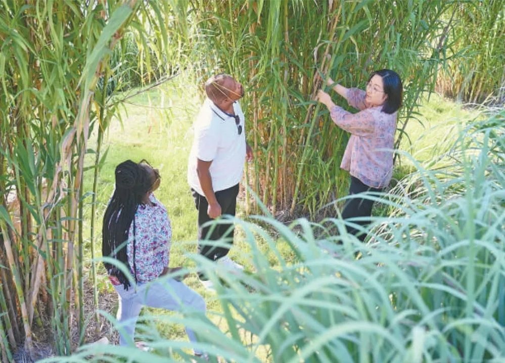 福建農(nóng)林大學(xué)國(guó)際菌草工程技術(shù)研究中心工作人員（右）在向盧旺達(dá)留學(xué)生介紹菌草品種“綠洲1號(hào)”蘆竹的生長(zhǎng)情況。新華社記者 林善傳 攝