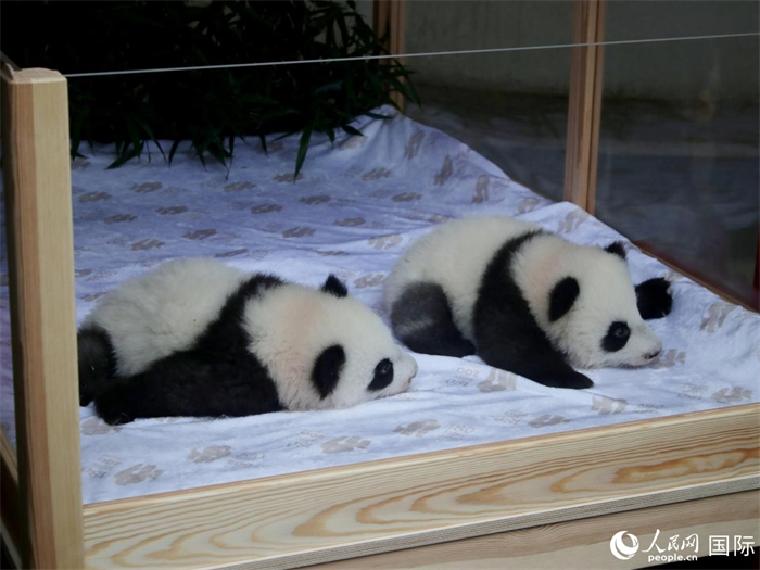 柏林動(dòng)物園的明星“夢(mèng)好”與“夢(mèng)甜”。人民網(wǎng) 肖晶攝