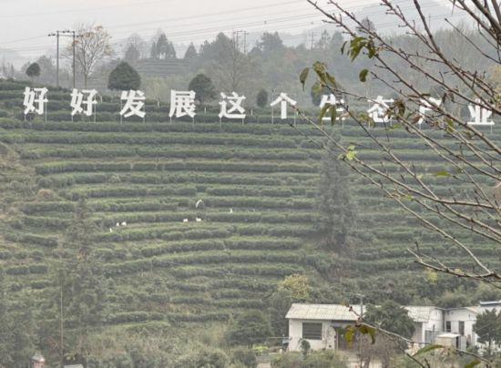景寧畬族自治縣澄照鄉(xiāng)三石村馬嶺頭茶葉基地。劉軍國攝