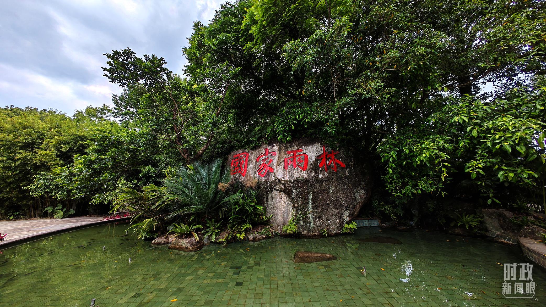 海南熱帶雨林國(guó)家公園。（總臺(tái)央視記者彭漢明拍攝）