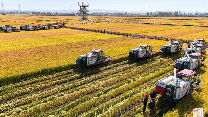 2024年9月22日，在黑龍江省重要糧食產(chǎn)區(qū)哈爾濱市方正縣的稻田中，農(nóng)機(jī)開啟“黑龍江秋收第一鐮”作業(yè)（無人機(jī)照片）。新華社記者 王松 攝