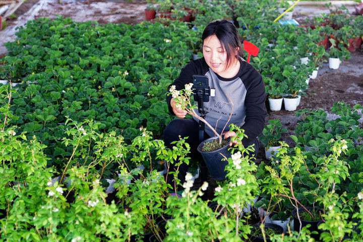 2024年4月27日，在山東省惠民縣姜樓鎮(zhèn)立冉果蔬種植合作社，工作人員在直播賣藍(lán)莓苗。新華社記者 郭緒雷 攝