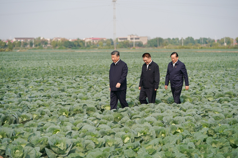 2024年11月5日，習(xí)近平總書記在湖北嘉魚潘家灣鎮(zhèn)十里蔬菜長廊考察。
