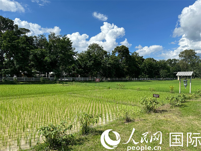 泰國(guó)沙功那空省水稻種植示范基地。人民網(wǎng)記者 簡(jiǎn)承淵攝