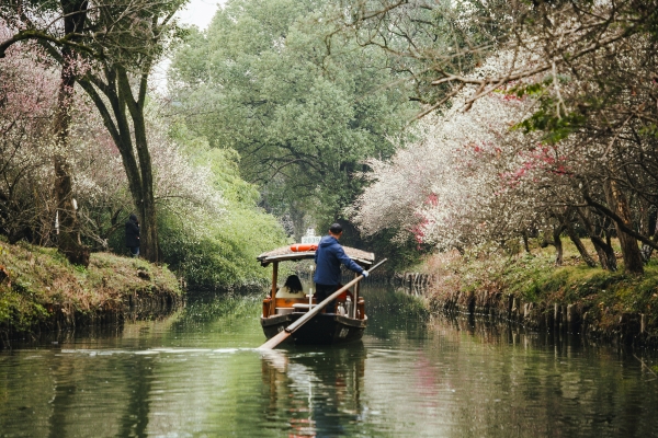 杭州西溪濕地，河岸梅花盛開。圖片來源：視覺中國