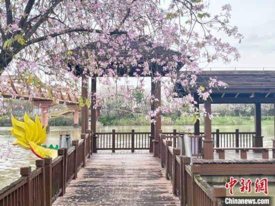 3月7日，廣州海珠國(guó)家濕地公園宮粉紫荊花海吸引游人。中新社記者 許青青 攝