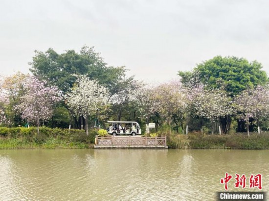 3月7日，廣州海珠國(guó)家濕地公園宮粉紫荊花海吸引游人。中新社記者 許青青 攝