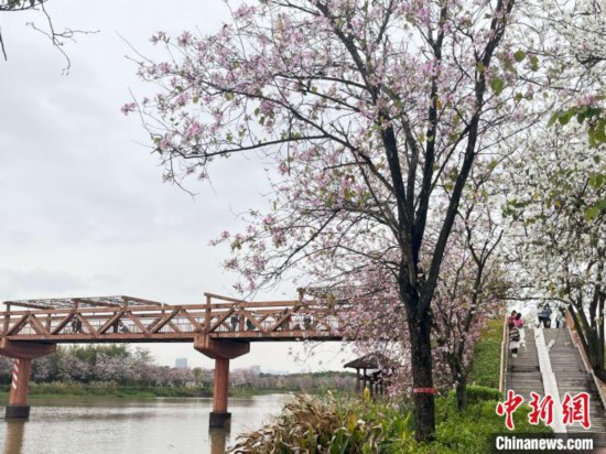 3月7日，廣州海珠國(guó)家濕地公園宮粉紫荊花海吸引游人。中新社記者 許青青 攝
