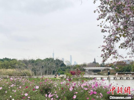 每年三月，廣州海珠國(guó)家濕地公園迎來(lái)最具標(biāo)志性的景觀之一——宮粉紫荊花海，公園內(nèi)的石榴崗河沿岸兩側(cè)，數(shù)千株宮粉紫荊綿延3.2公里，粉紅與粉白的花朵交織如云，頗為浪漫。據(jù)悉，宮粉紫荊因其耐濕性強(qiáng)、花期長(zhǎng)的特性，是廣州海珠國(guó)家濕地公園生態(tài)修復(fù)的優(yōu)選樹種。近年來(lái)通過科學(xué)管養(yǎng)，花量相較往年明顯增加，盛花期持續(xù)近一個(gè)月時(shí)間，預(yù)計(jì)浪漫景致將延續(xù)至清明前。圖為3月7日，廣州海珠國(guó)家濕地公園宮粉紫荊花海吸引游人。中新社記者 許青青 攝