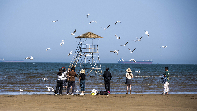 2024年5月12日，河北秦皇島，北戴河鴿子窩公園成群海鷗在天空中自由翱翔，與大海、藍天構(gòu)成了一幅美麗的畫卷。