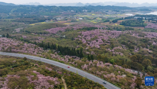 清鎮(zhèn)市紅楓湖鎮(zhèn)右二村旁的道路與花海相映（4月5日攝，無人機(jī)照片）。