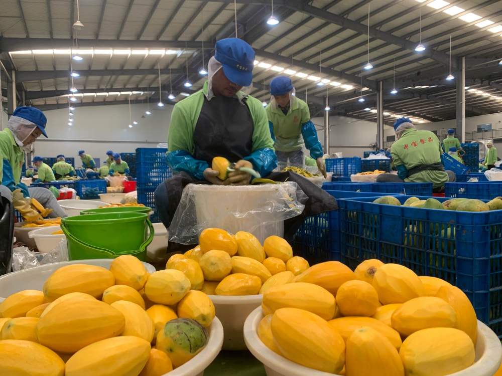 2023年3月7日，工作人員在柬埔寨磅士卑省的中寶（柬埔寨）食品科技有限公司處理芒果。自區(qū)域全面經(jīng)濟(jì)伙伴關(guān)系協(xié)定（RCEP）生效實(shí)施以來，柬埔寨的農(nóng)產(chǎn)品正在更加便利地進(jìn)入中國(guó)市場(chǎng)。