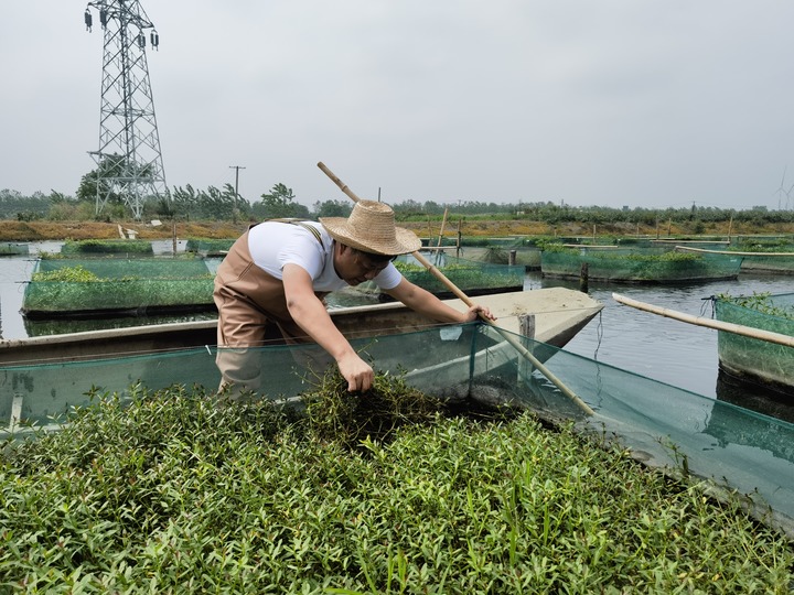 陳樹在湖北省仙桃市剅河鎮(zhèn)余腦村黃鱔繁育基地觀察黃鱔長勢。新華社記者宋立崑 攝